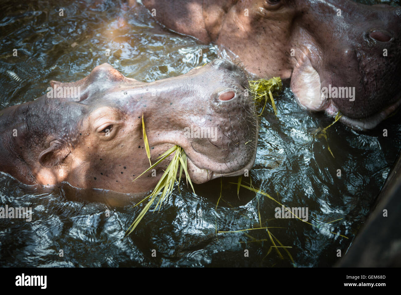 Hippo coming in out water hi-res stock photography and images - Alamy