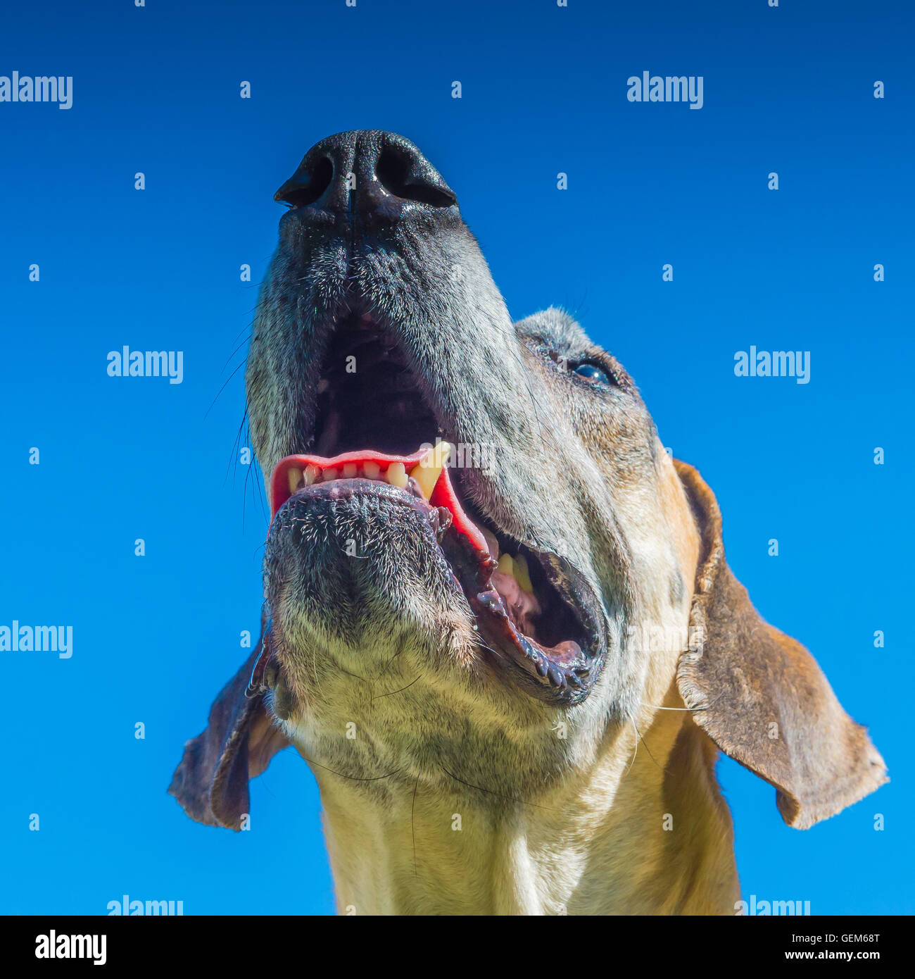 Tan/Beige/Brown Great Dane against blue sky, portrait, older dog with gray muzzle Stock Photo