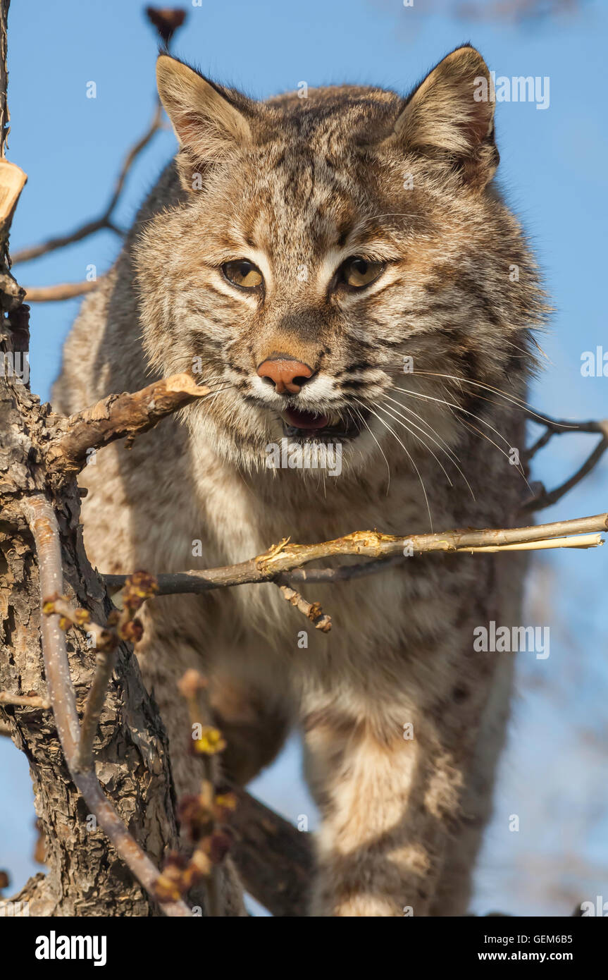 Bobcat, Lynx (Felis) rufus, in tree, North Dakota, USA Stock Photo