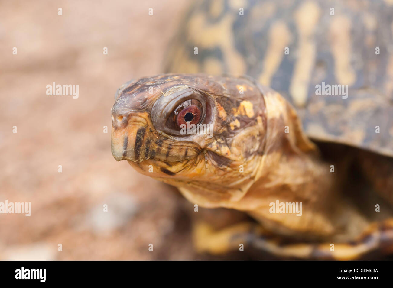 Eastern box turtle, Terrapene carolina carolina, native to eastern United States Stock Photo