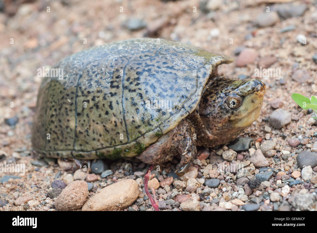 Common musk turtle, stinkpot, Sternotherus odoratus, native to southeastern Canada and eastern Unite States Stock Photo