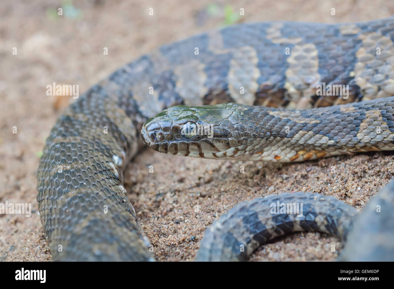 Northern water snake, Nerodia sipedon; native to North America Stock Photo