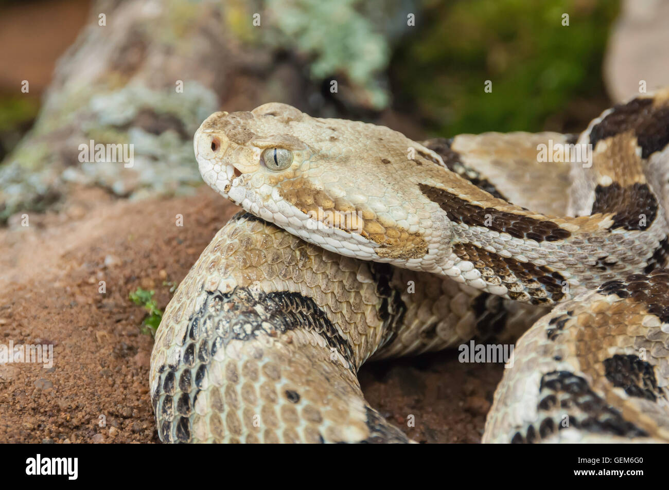 Timber rattlesnake, canebrake, Crotalus horridus, native to eastern
