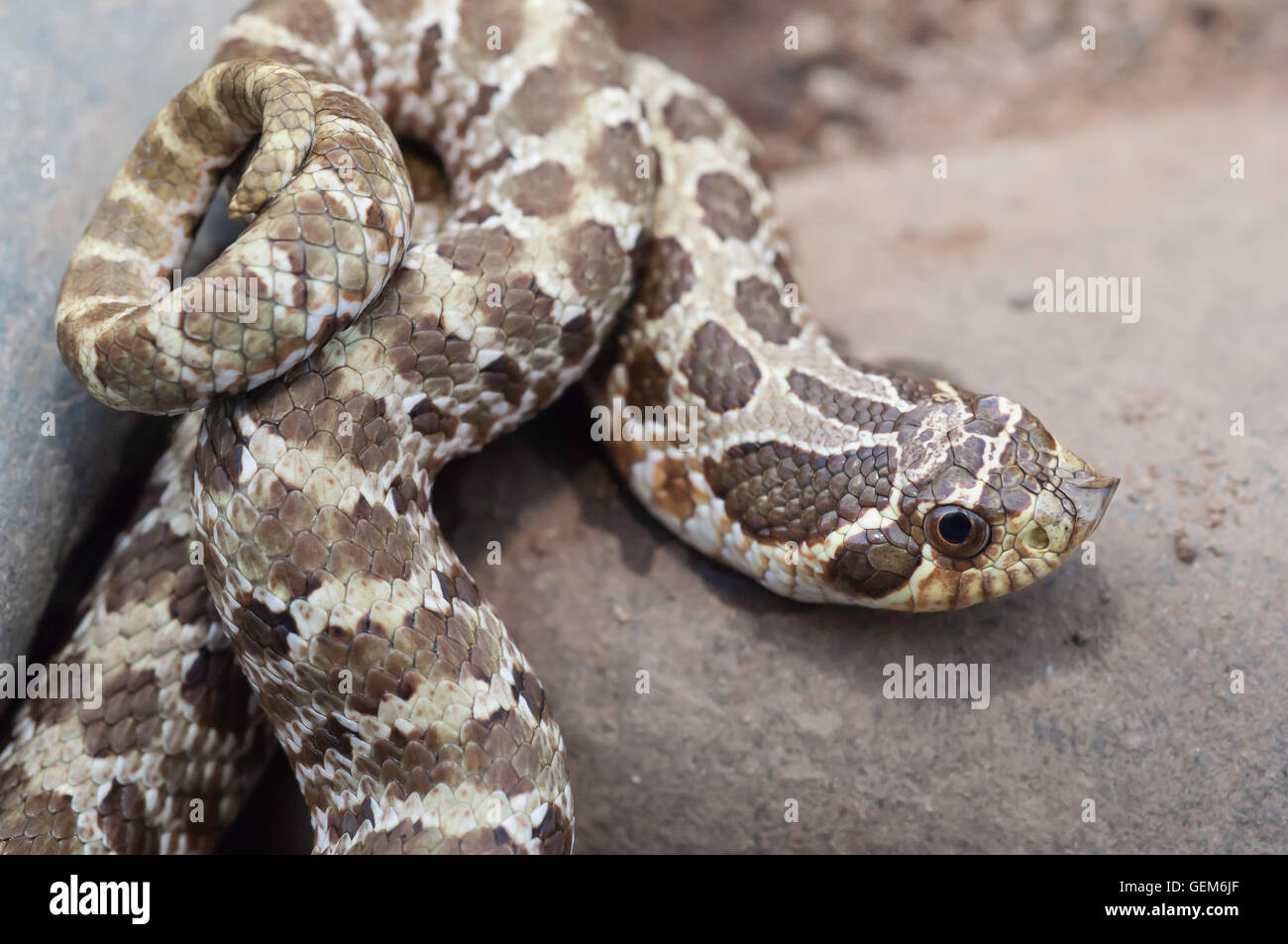 Western Hognose Snake Heterodon Nasicus Nasicus Rear Fanged Venomous