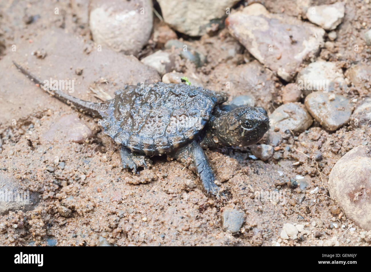 Hatchling snapping turtle chelydra serpentina hi-res stock photography ...