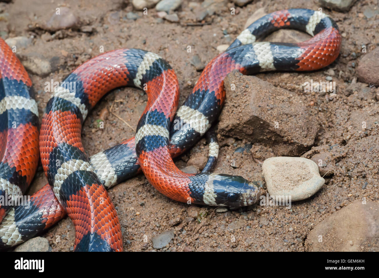 Nelson's milk snake, Lampropeltis triangulum nelsoni, native to Mexico Stock Photo