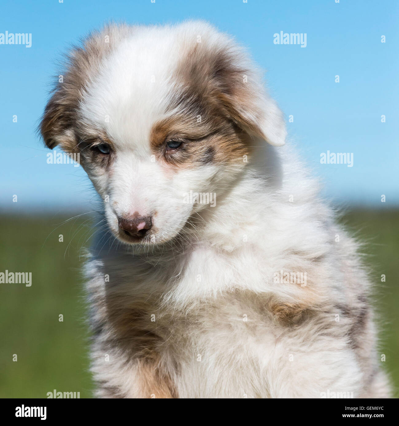 Eight-week-old Red merle Australian shepherd dog, puppy Stock Photo - Alamy