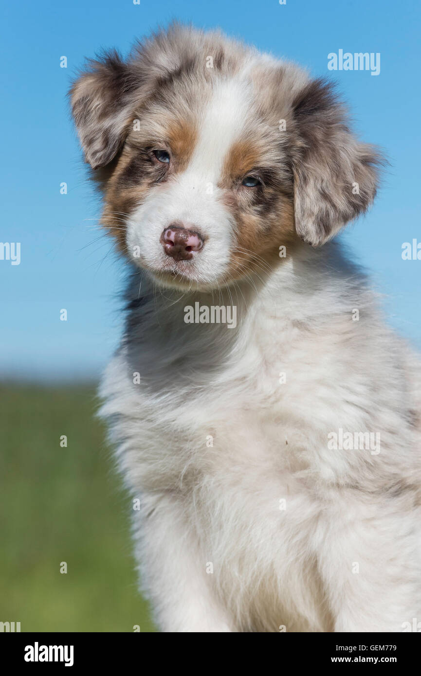 Eight-week-old Red merle Australian shepherd dog, puppy Stock Photo - Alamy