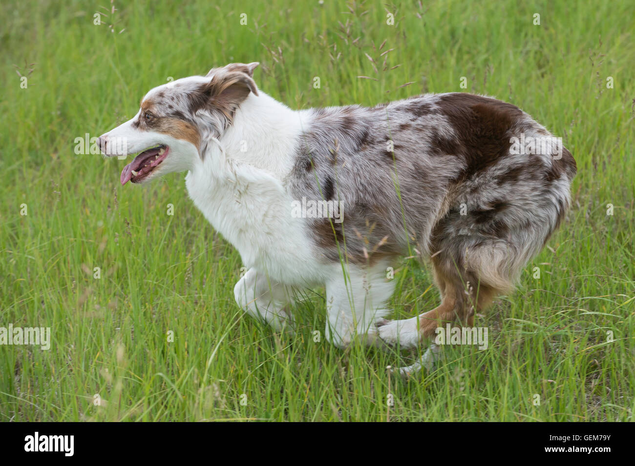 Red merle Australian shepherd dog, female, running in a field Stock Photo