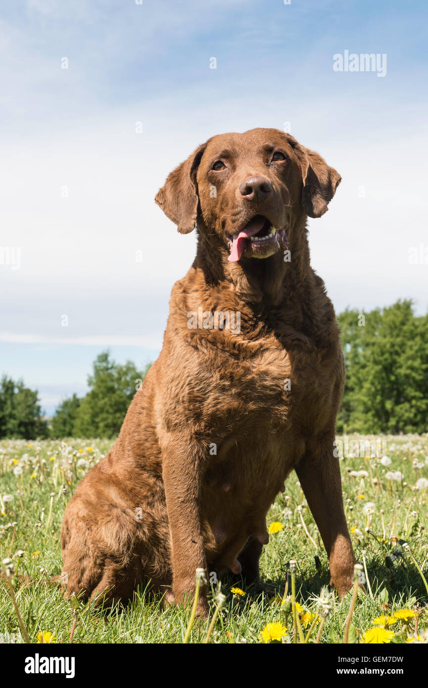 Champion chesapeake sale bay retrievers