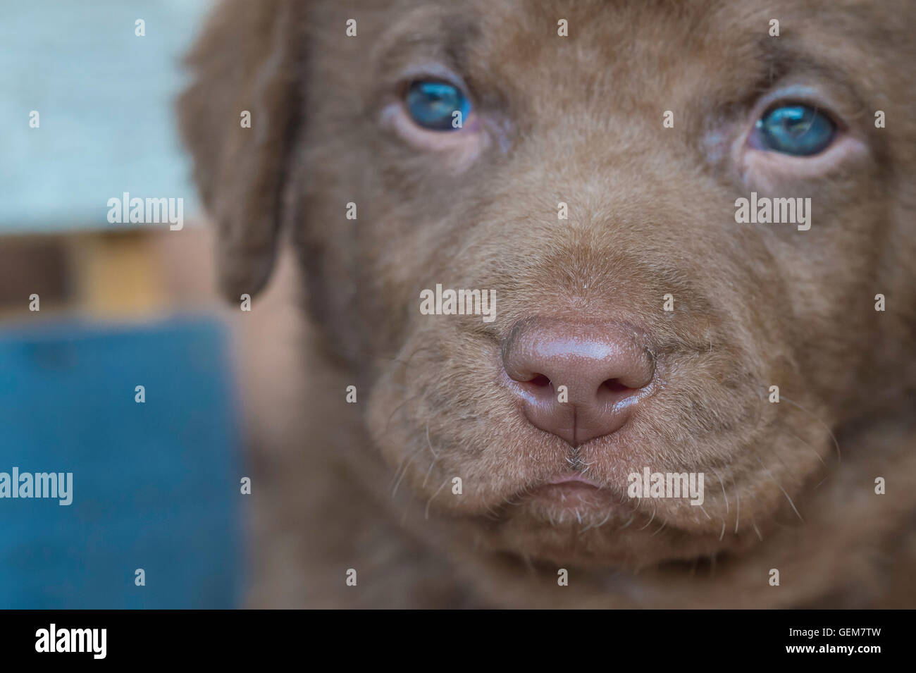 Chesapeake bay hotsell retriever blue eyes