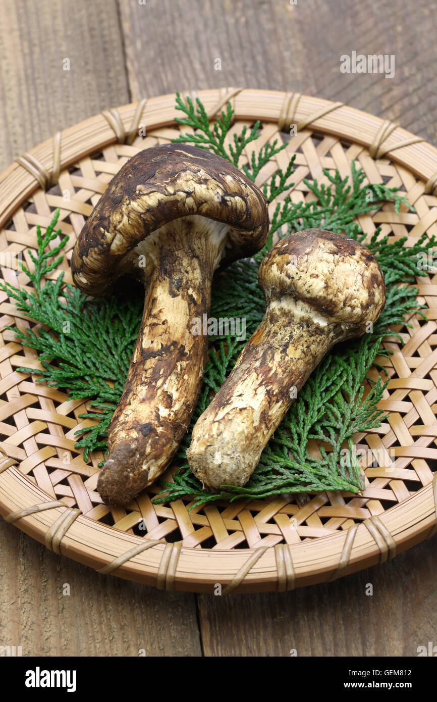matsutake mushroom, japanese food Stock Photo Alamy