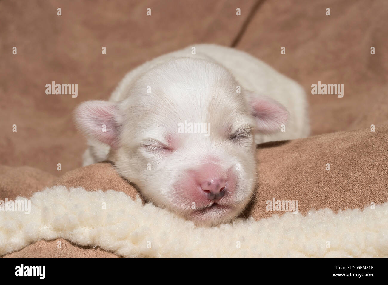 One Week Old Coton De Tulear Puppy With Eyes Still Closed Stock Photo Alamy