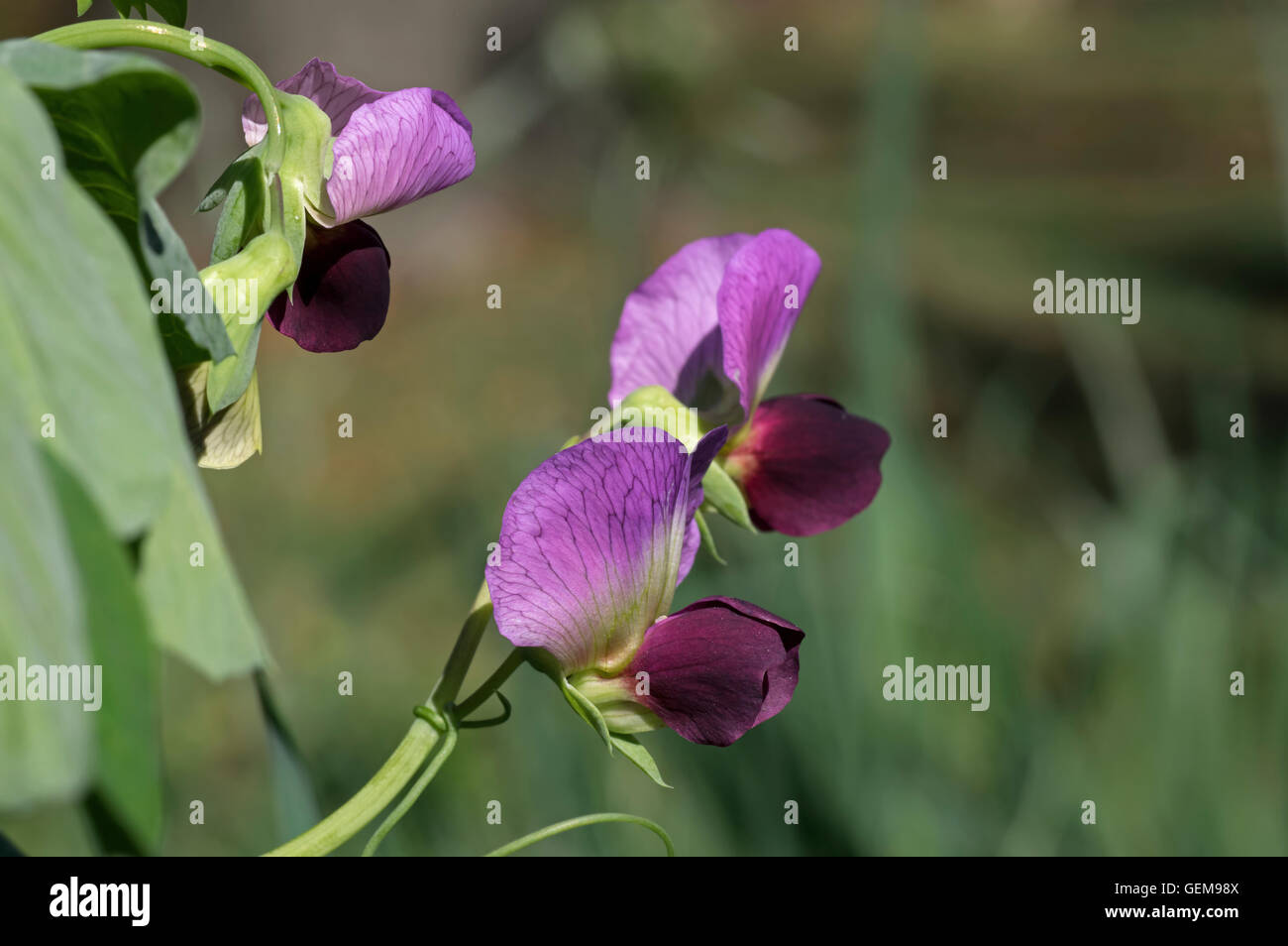 Flower of the field pea. Field pea is a type of pea of the species