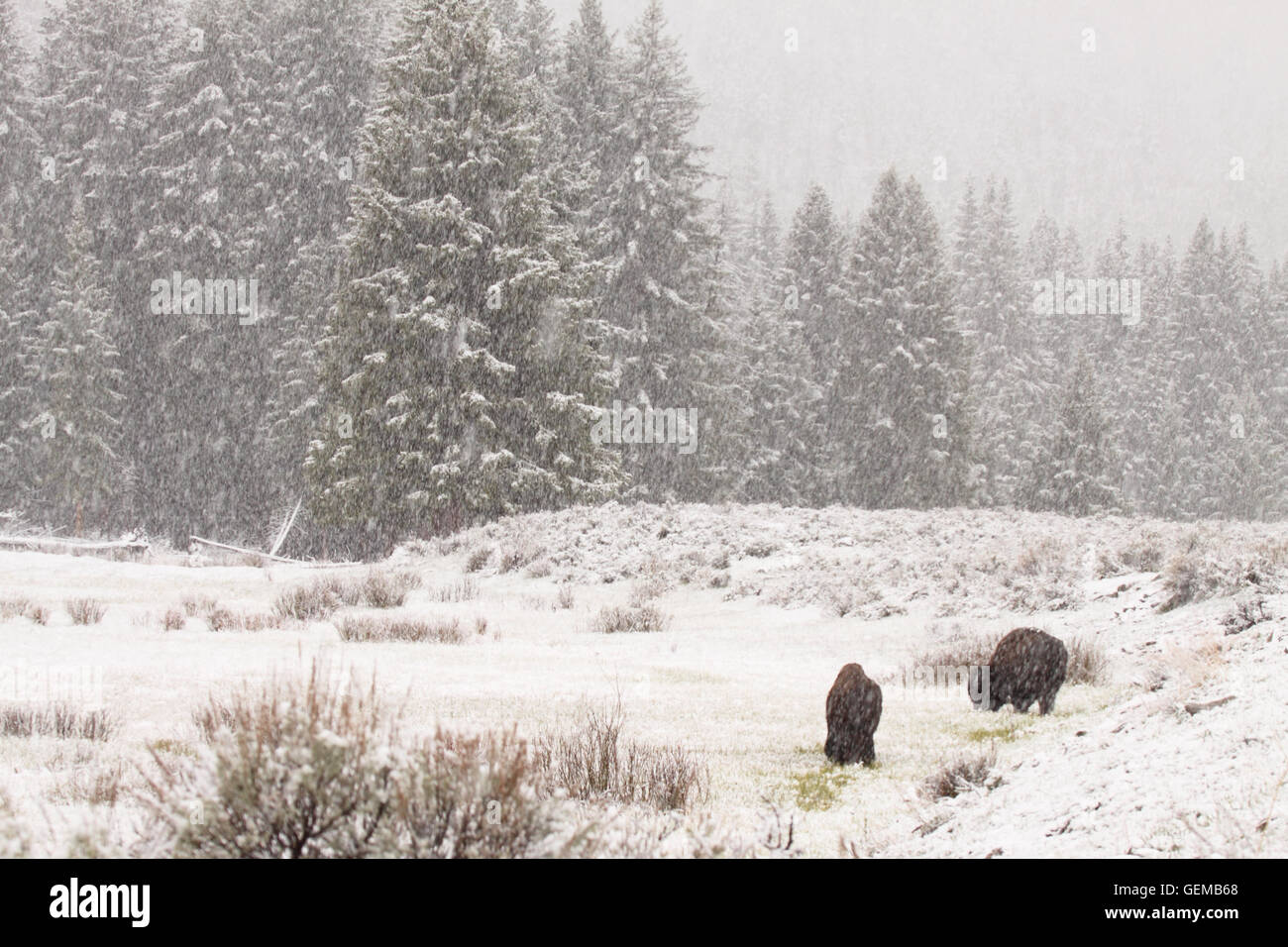 A pair of Bison feeding during a snowstorm Stock Photo - Alamy