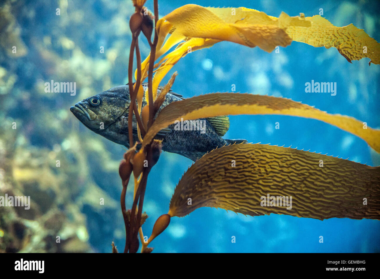 Grumpy fish in an aquarium Stock Photo