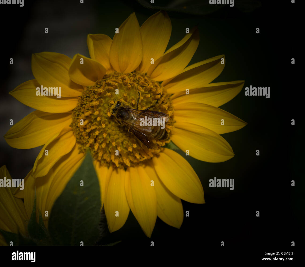 A Honey Bee is collecting pollen grains a on Sunflower Stock Photo - Alamy