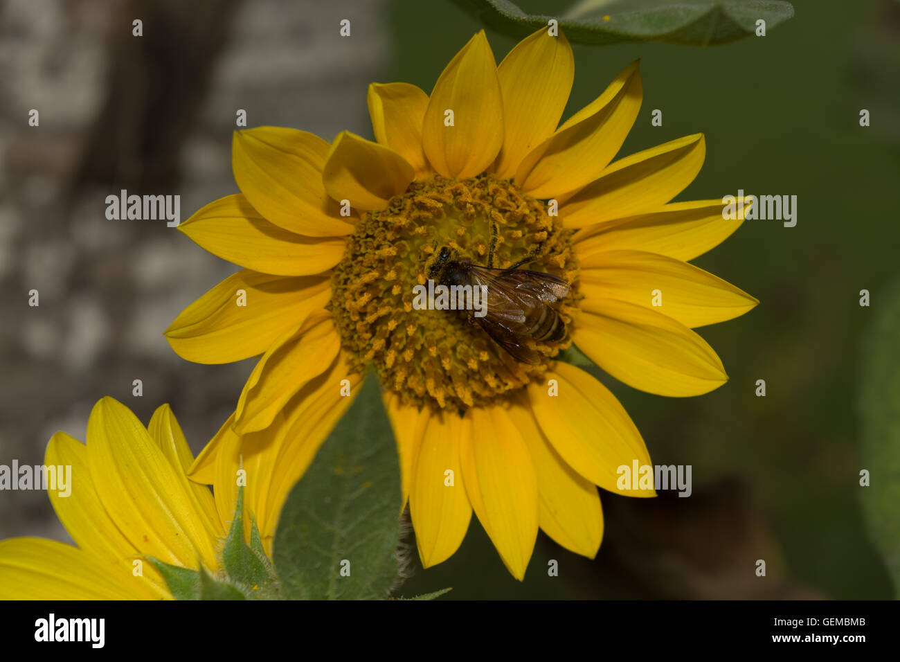 A Honey Bee is collecting pollen grains a on Sunflower Stock Photo - Alamy