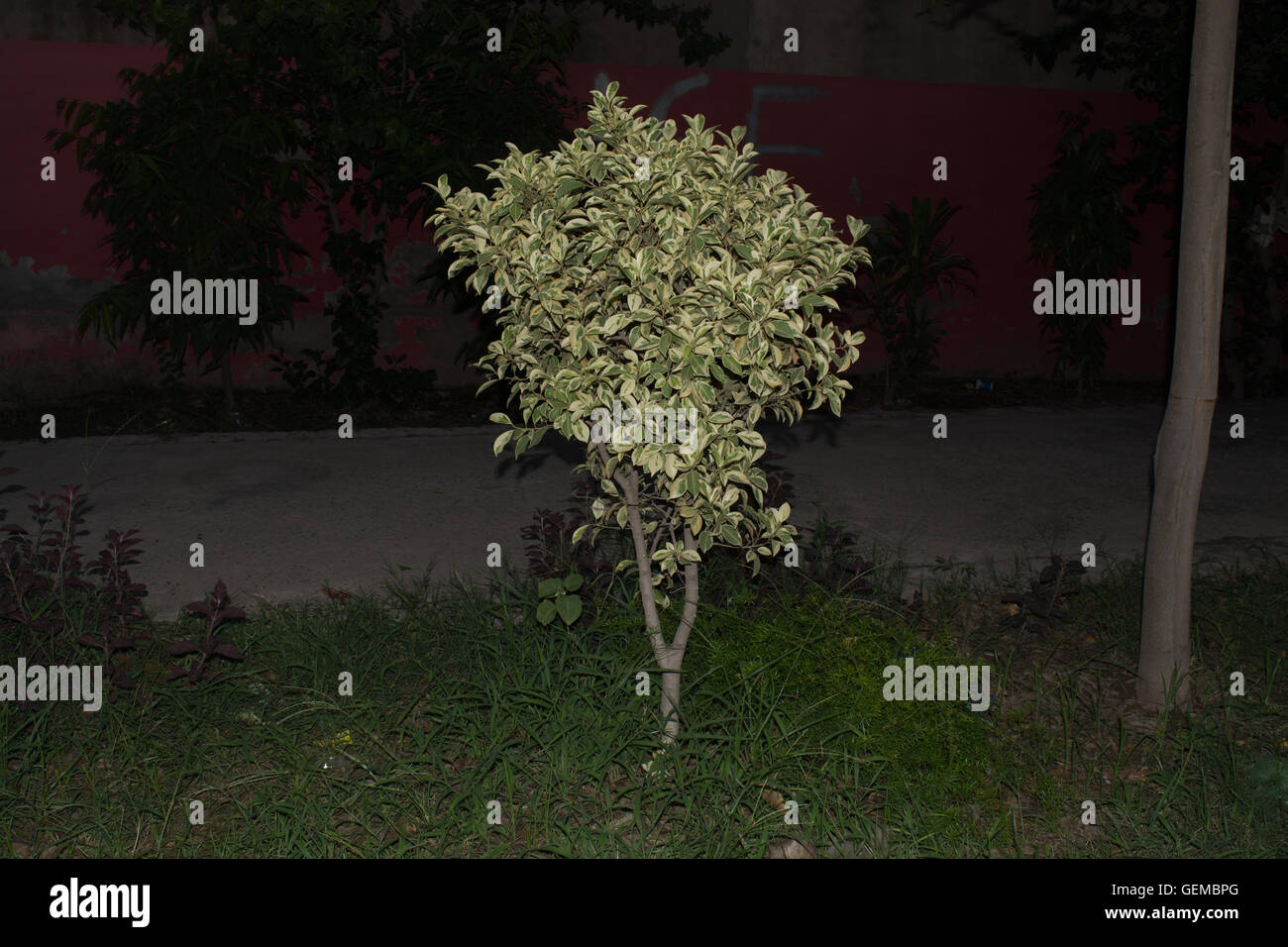 Ficus benjamina night view. Stock Photo