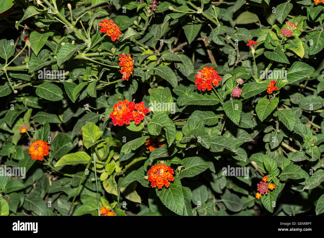Flowers of Lantana camara Stock Photo