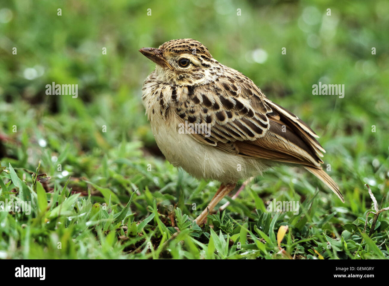 The Indochinese bush lark (Mirafra erythrocephala) is a species of lark in the Alaudidae family. Stock Photo