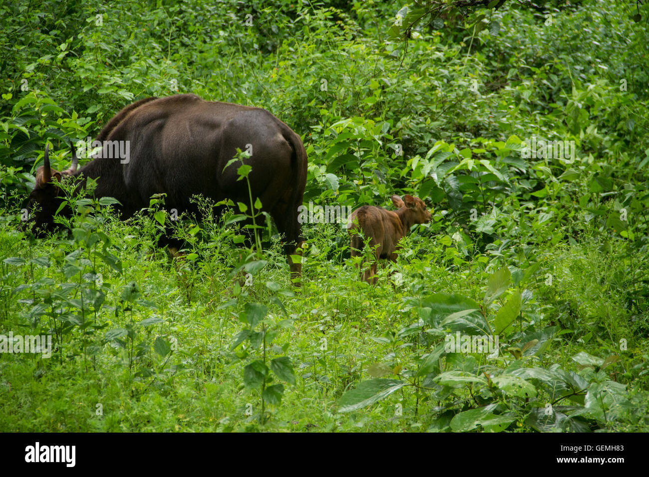 the-gaur-family-mother-and-calf-in-lush-green-forest-stock-photo-alamy