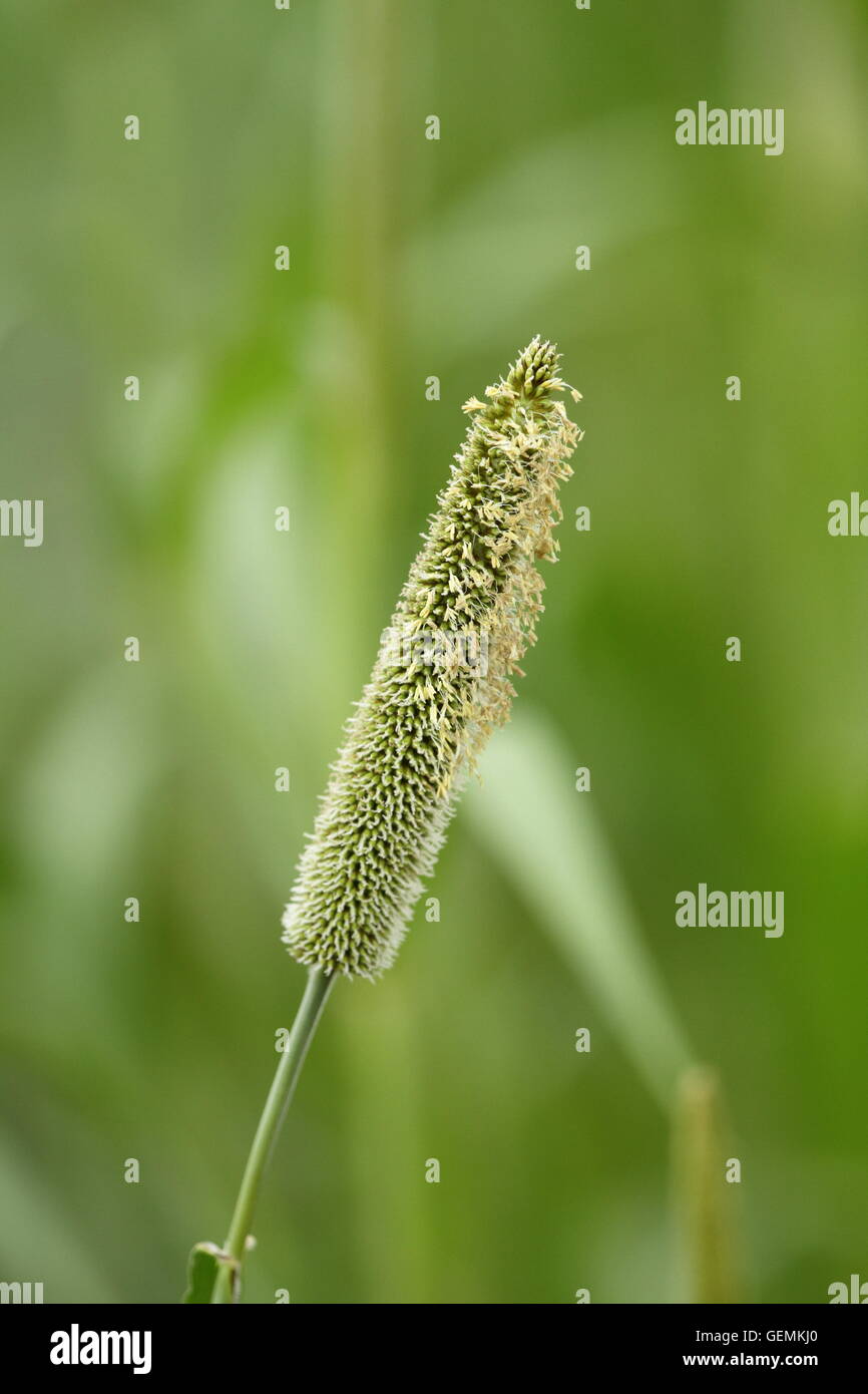 Feathered grass flower with green background Stock Photo