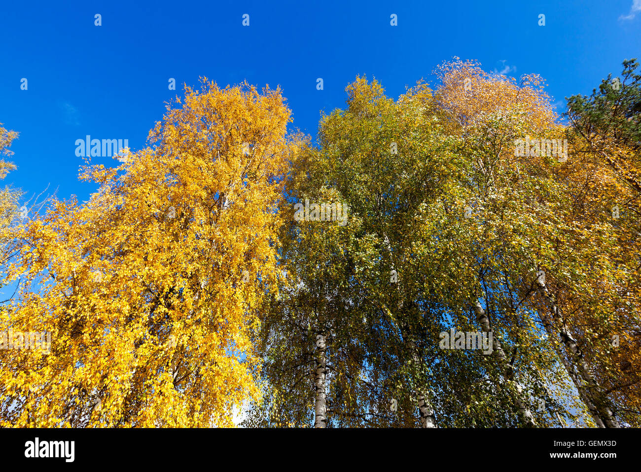 birch tree in autumn Stock Photo - Alamy