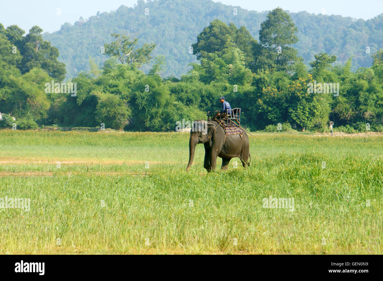 Asia travel in summer vacation at beautiful Vietnamese countryside, traveler travelling by ride elephant in eco tour Stock Photo