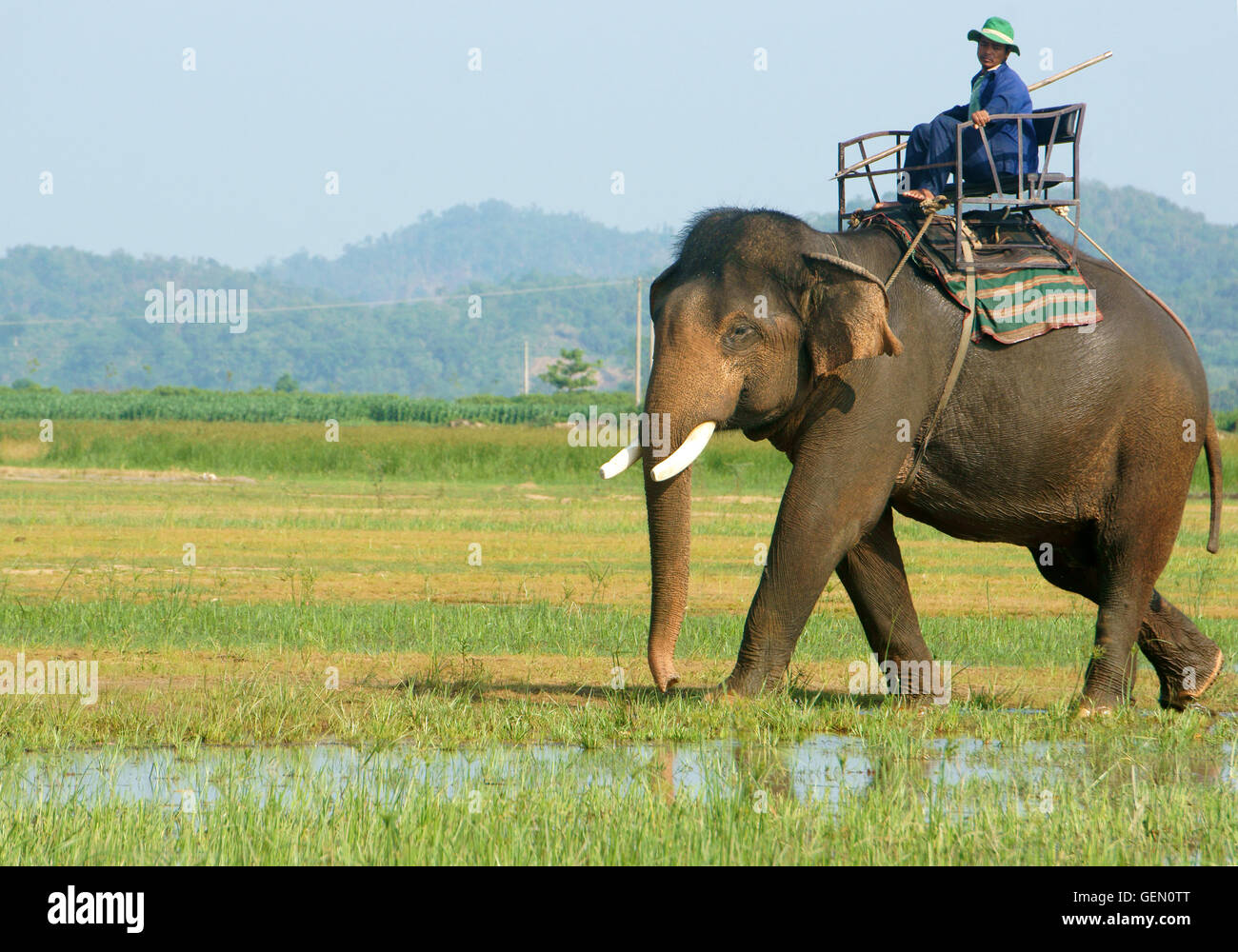 Asia travel in summer vacation at beautiful Vietnamese countryside, traveler travelling by ride elephant in eco tour Stock Photo
