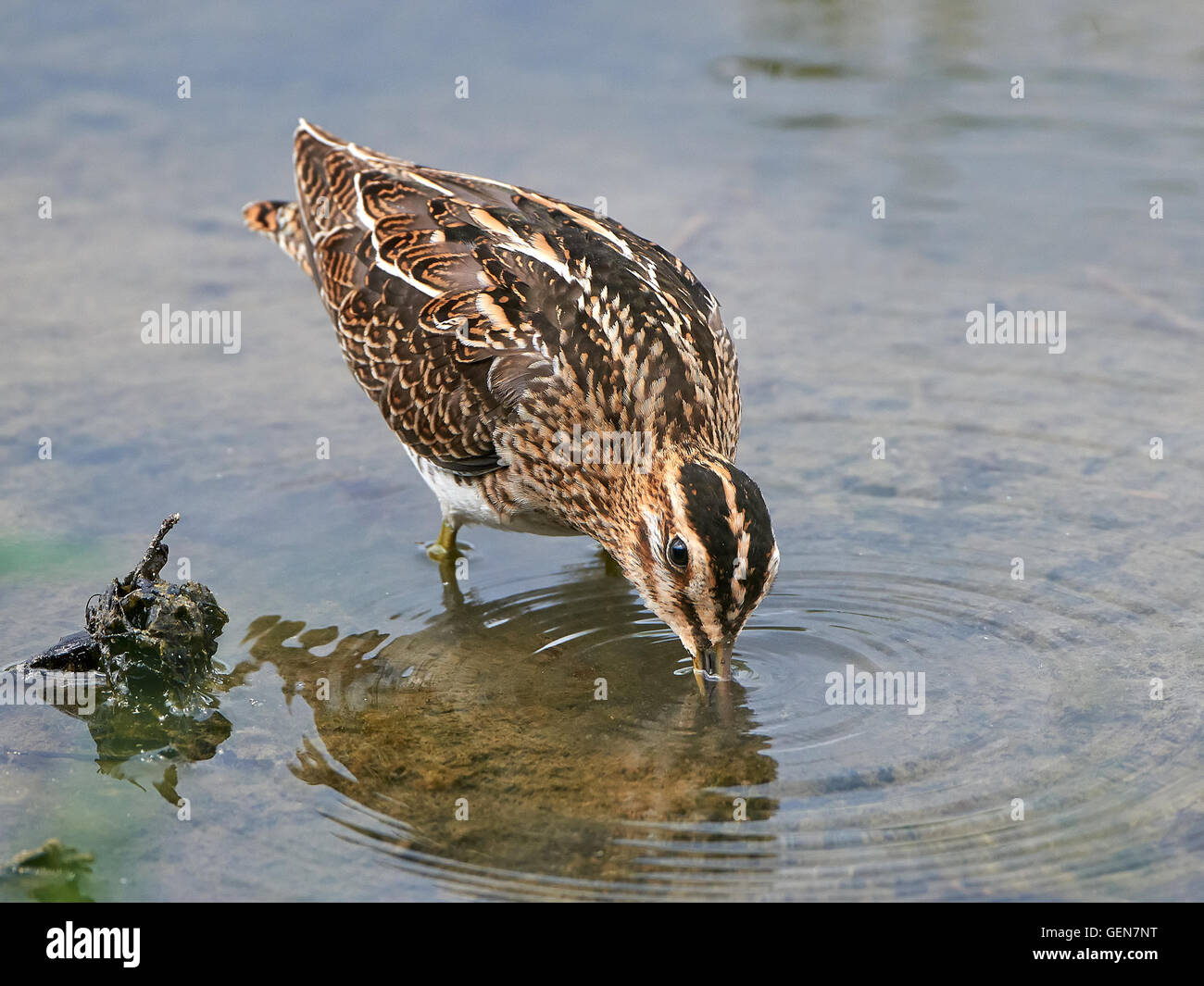 Common snipe looking for food in its habitat Stock Photo