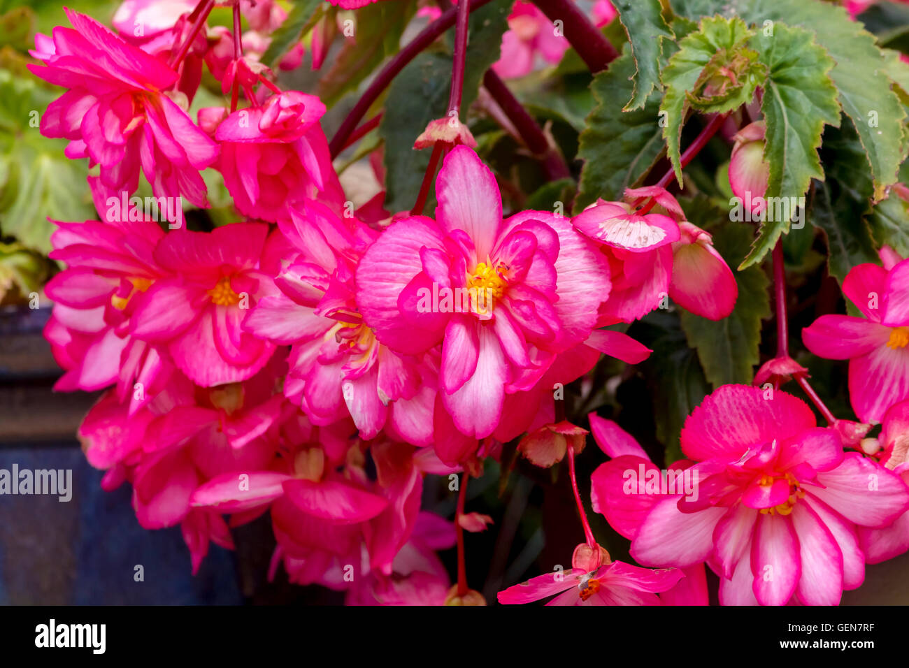 Pink Begonia in a garden pot in full Flower Stock Photo