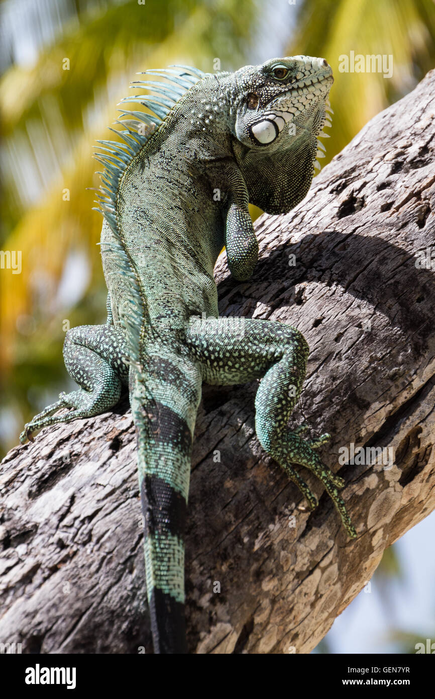 Green Iguana lizard Stock Photo - Alamy
