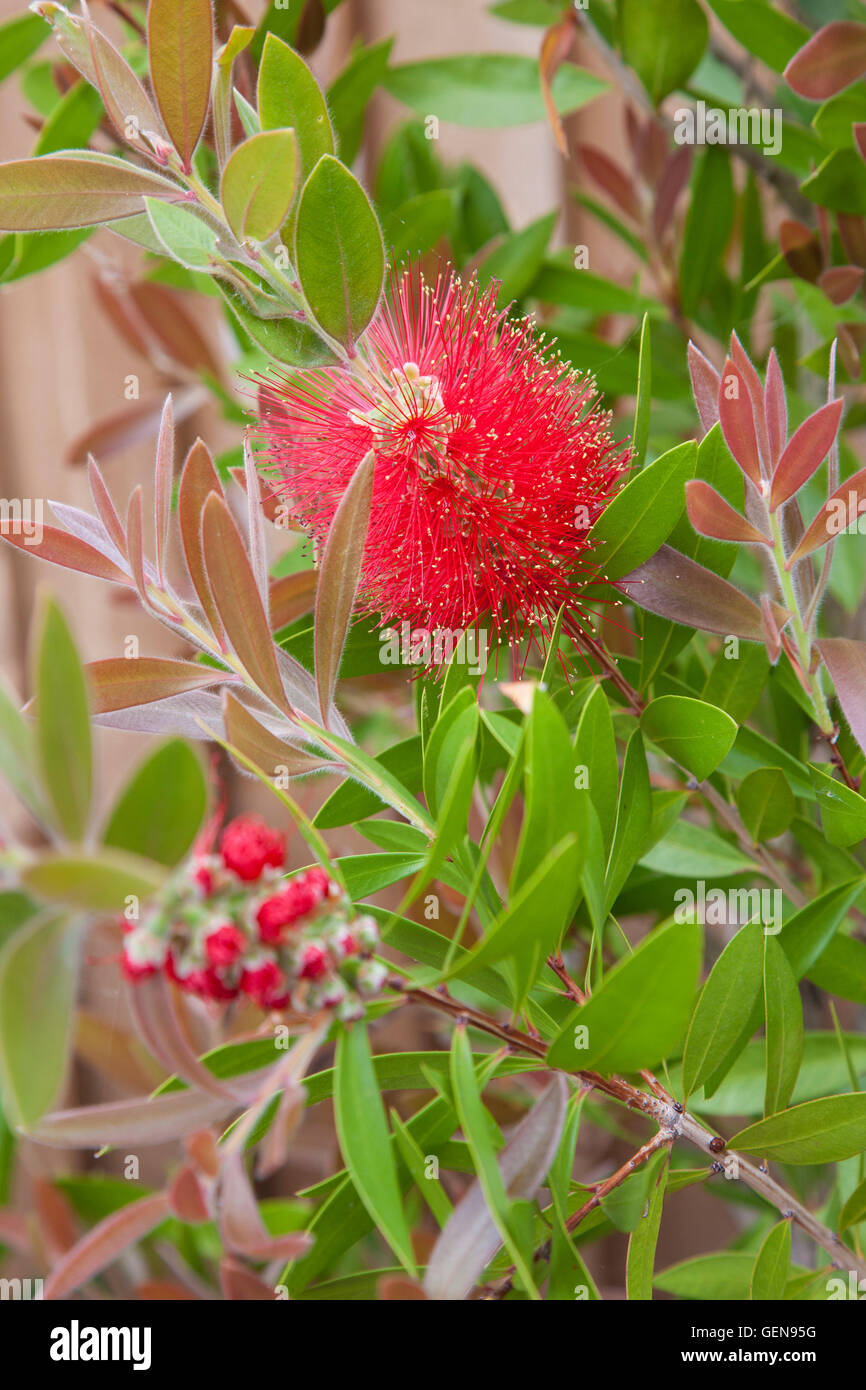 Callistemon citrinus 'Splendens', or commonly named Crimson bottlebrush 'Splendens' Stock Photo