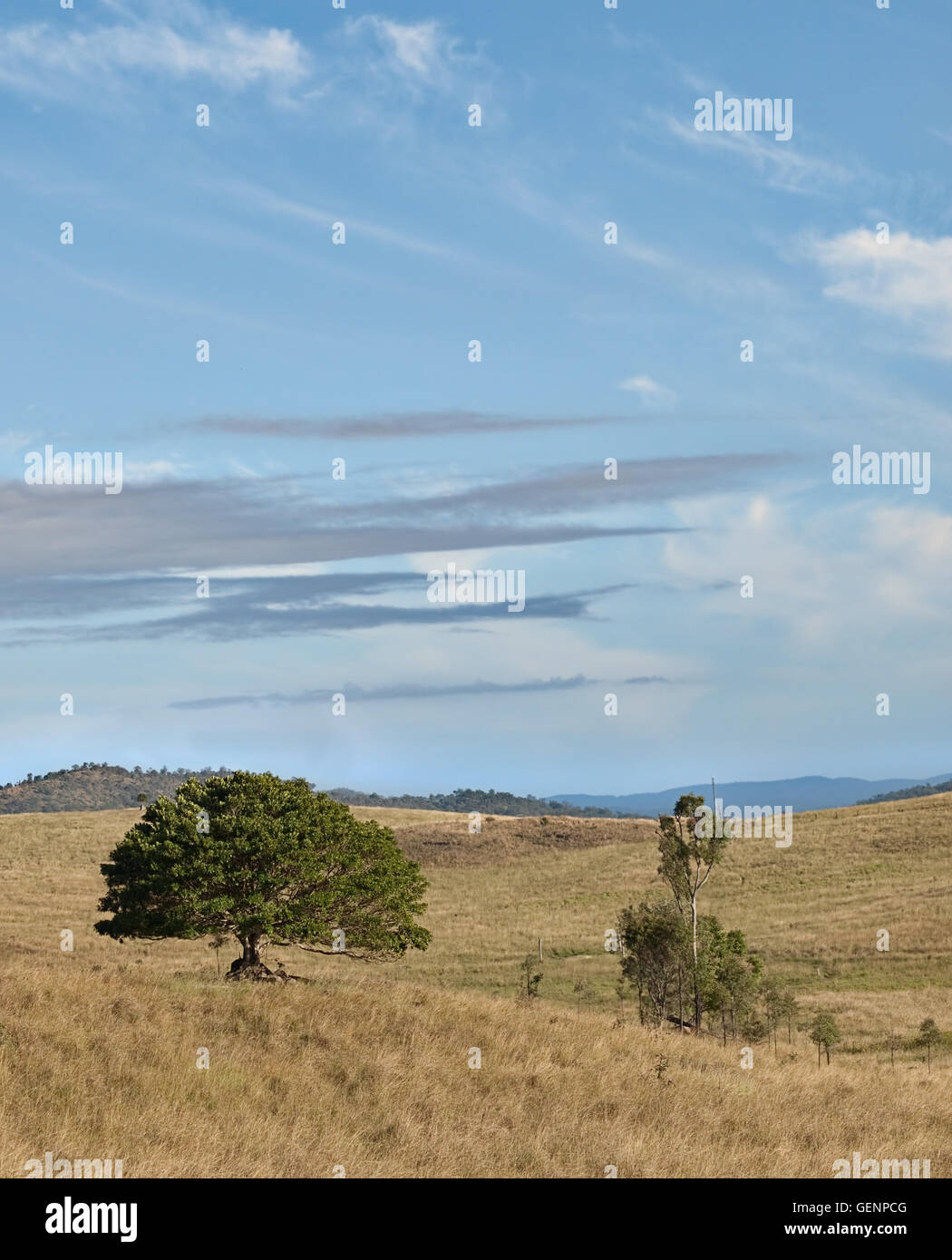 Solitary Australian fig tree with blue cloud sky landscape Stock Photo ...