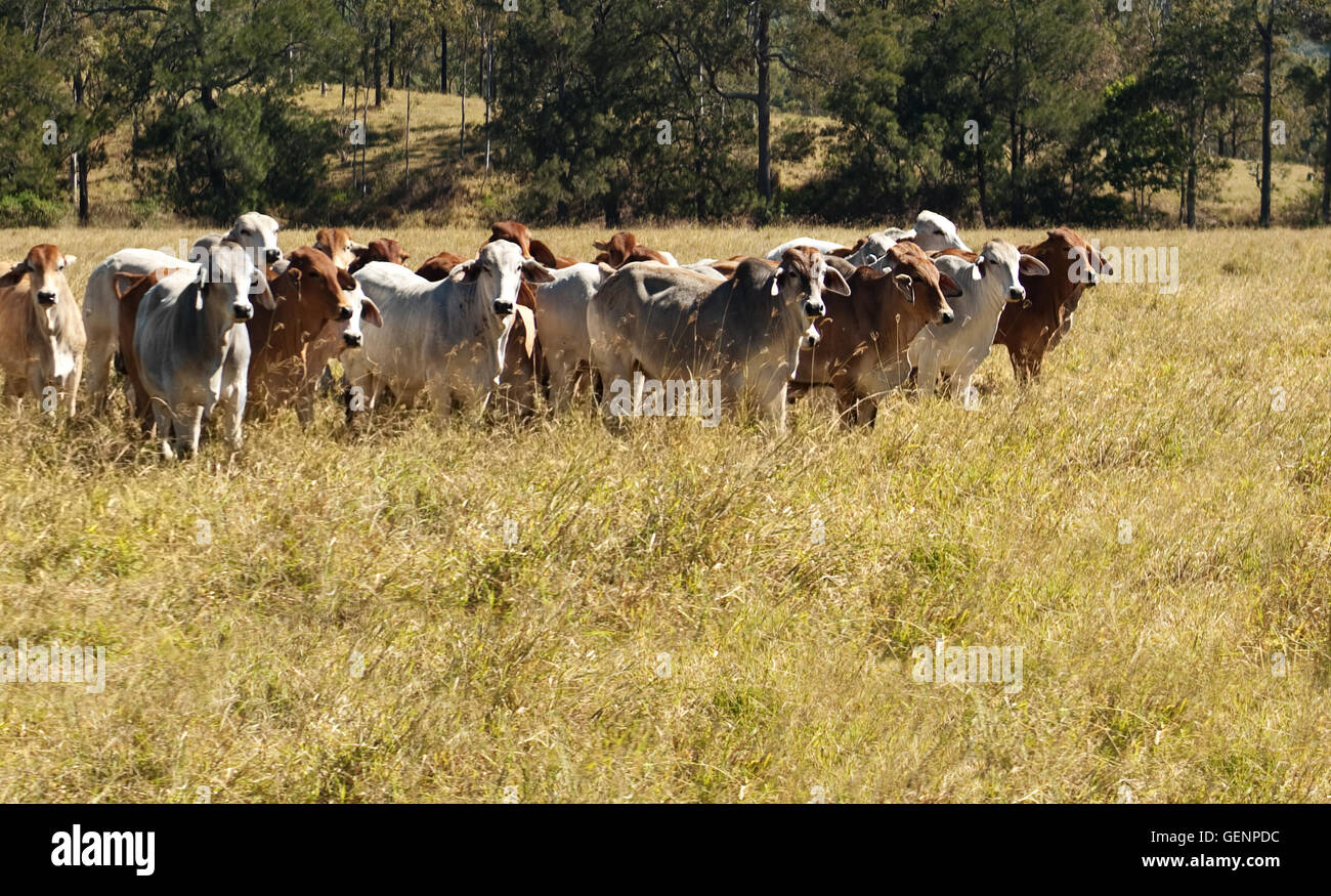 Australian Primary Industry Agriculture Beef Cattle herd of red and grey brahman cows Stock Photo
