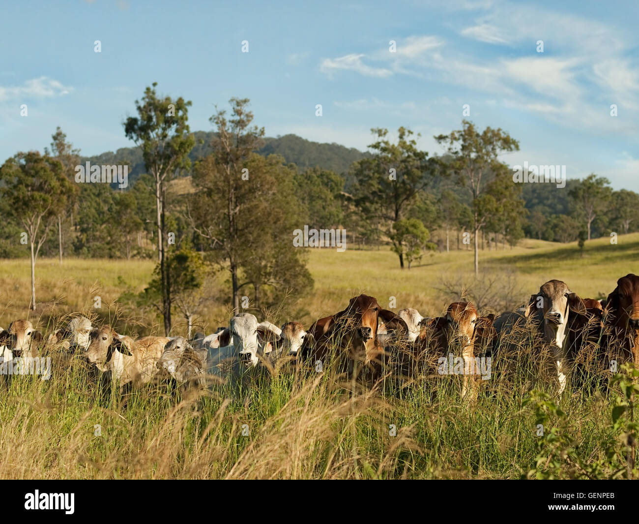 Cattle australian outback hires stock photography and images Alamy