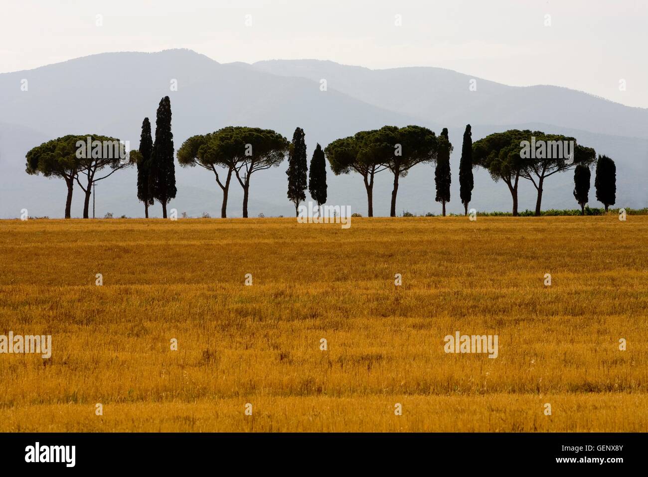 Avenue of cypresses and pines, Tuscany Stock Photo