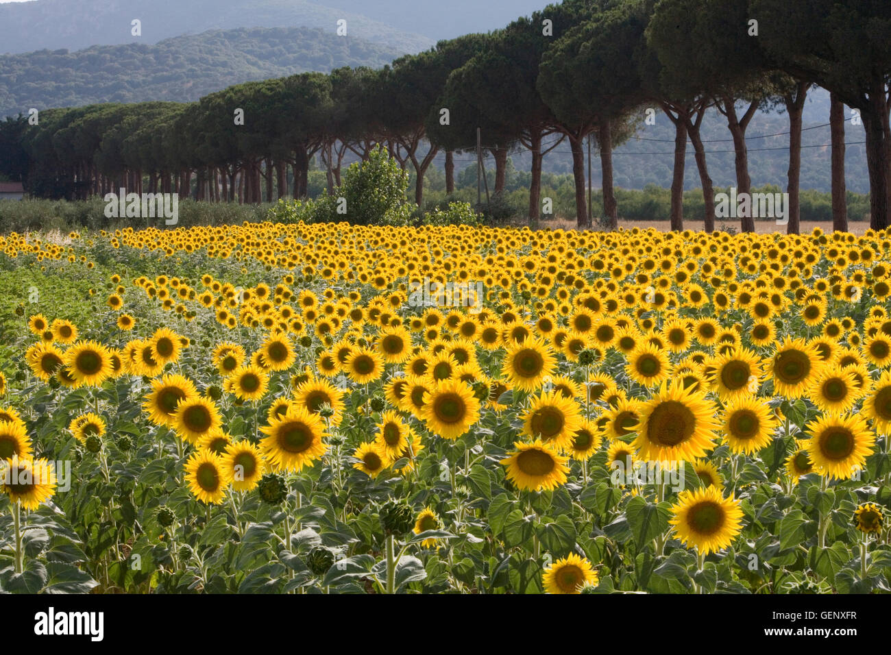 Field of sunflowers with avenue of pines, Tuscany Stock Photo - Alamy