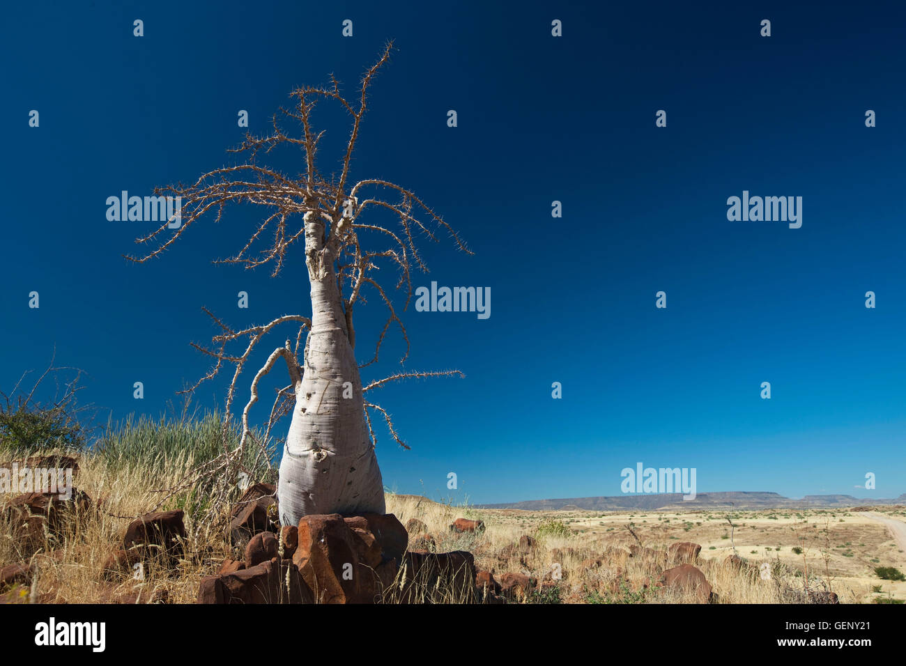 Myroxylon (Commiphora), Etosha National Park, Namibia Stock Photo