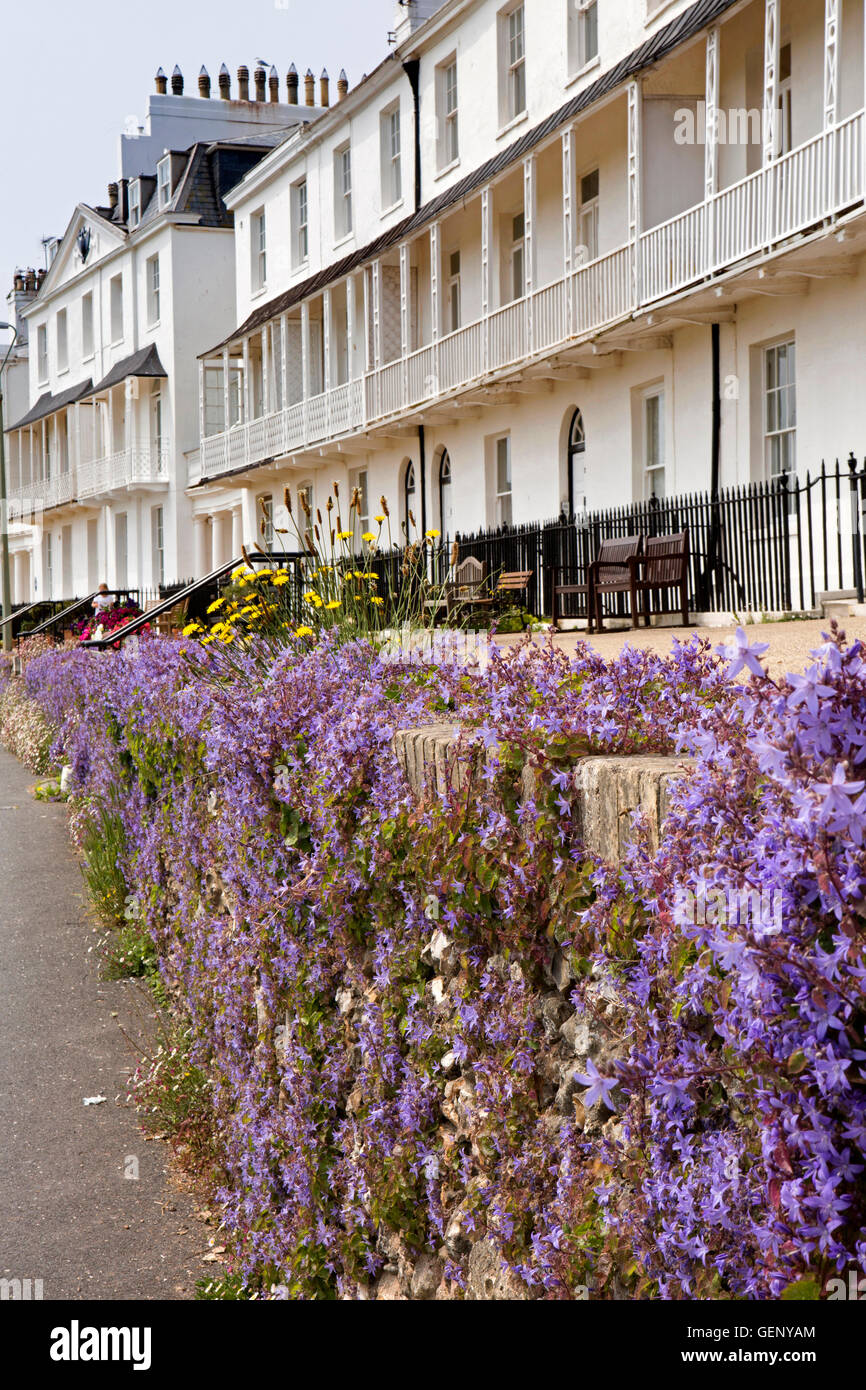 UK, England, Devon, Sidmouth, colourful campanula  flowers growing in front of  Fortfield Terrace Stock Photo