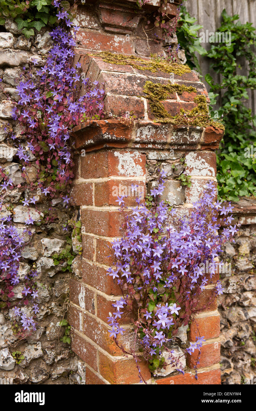 UK, England, Devon, Sidmouth, Cotmaton Road, colourful campanula  flowers growing on brick wall Stock Photo