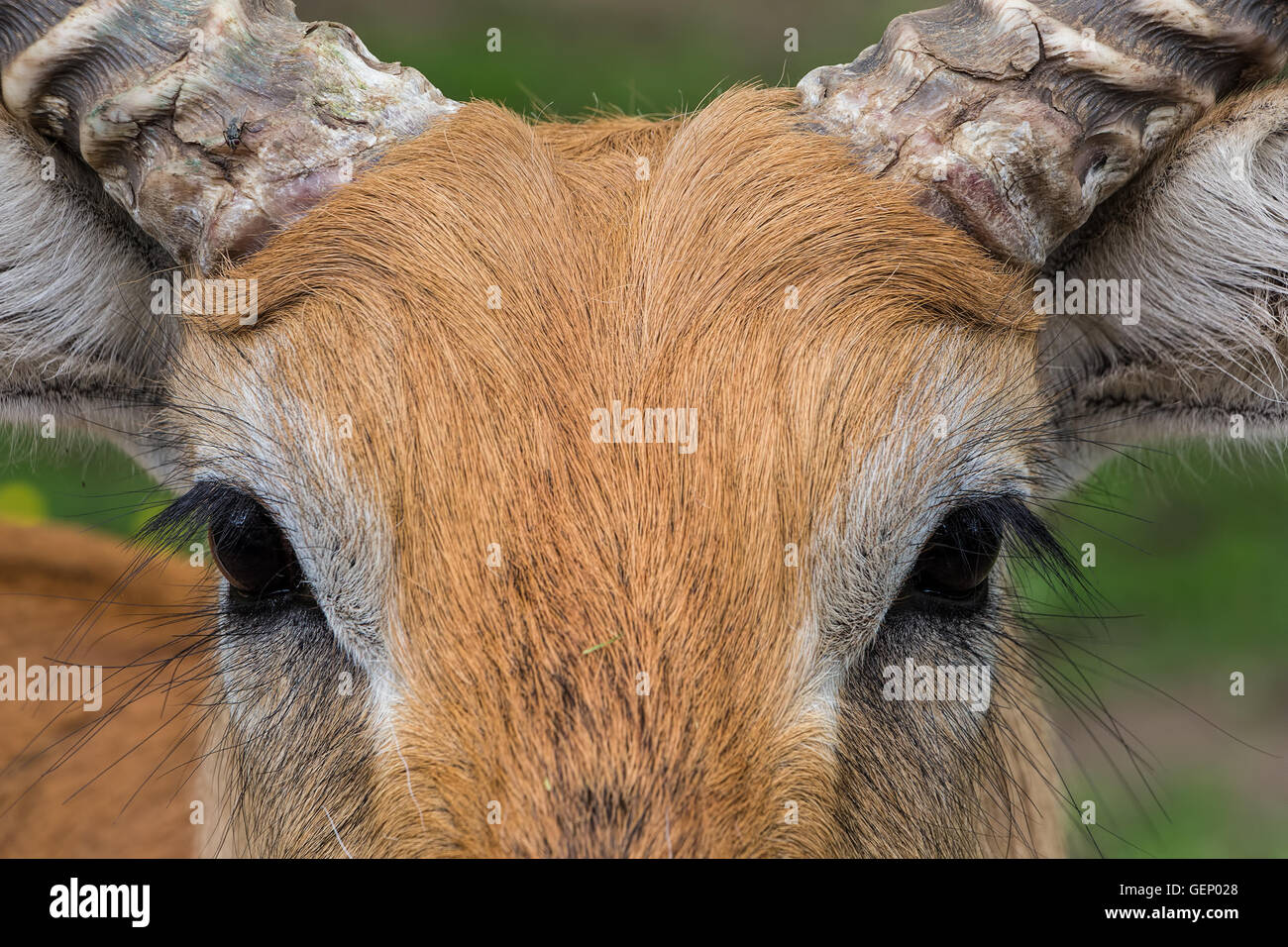 Closeup portrait of Kafue Lechve, beautiful horned animal, mammal, ruminant, staring. Stock Photo