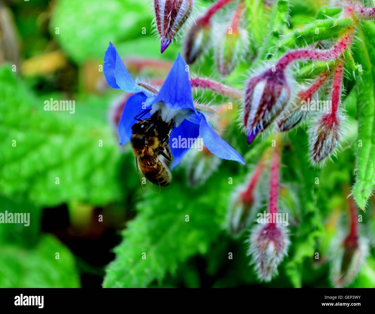 A wasp feeds on nectar from a borage flower surrounded by borage buds and foliage Stock Photo