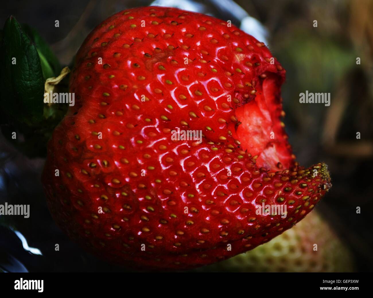 A large strawberry with one bite taken out of it, probably by a lizard