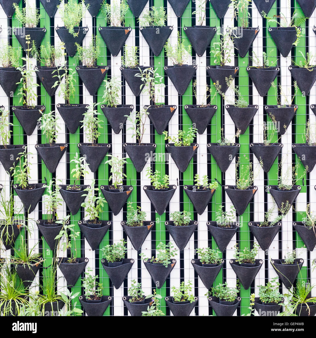 Vertical garden as a green wall Stock Photo - Alamy