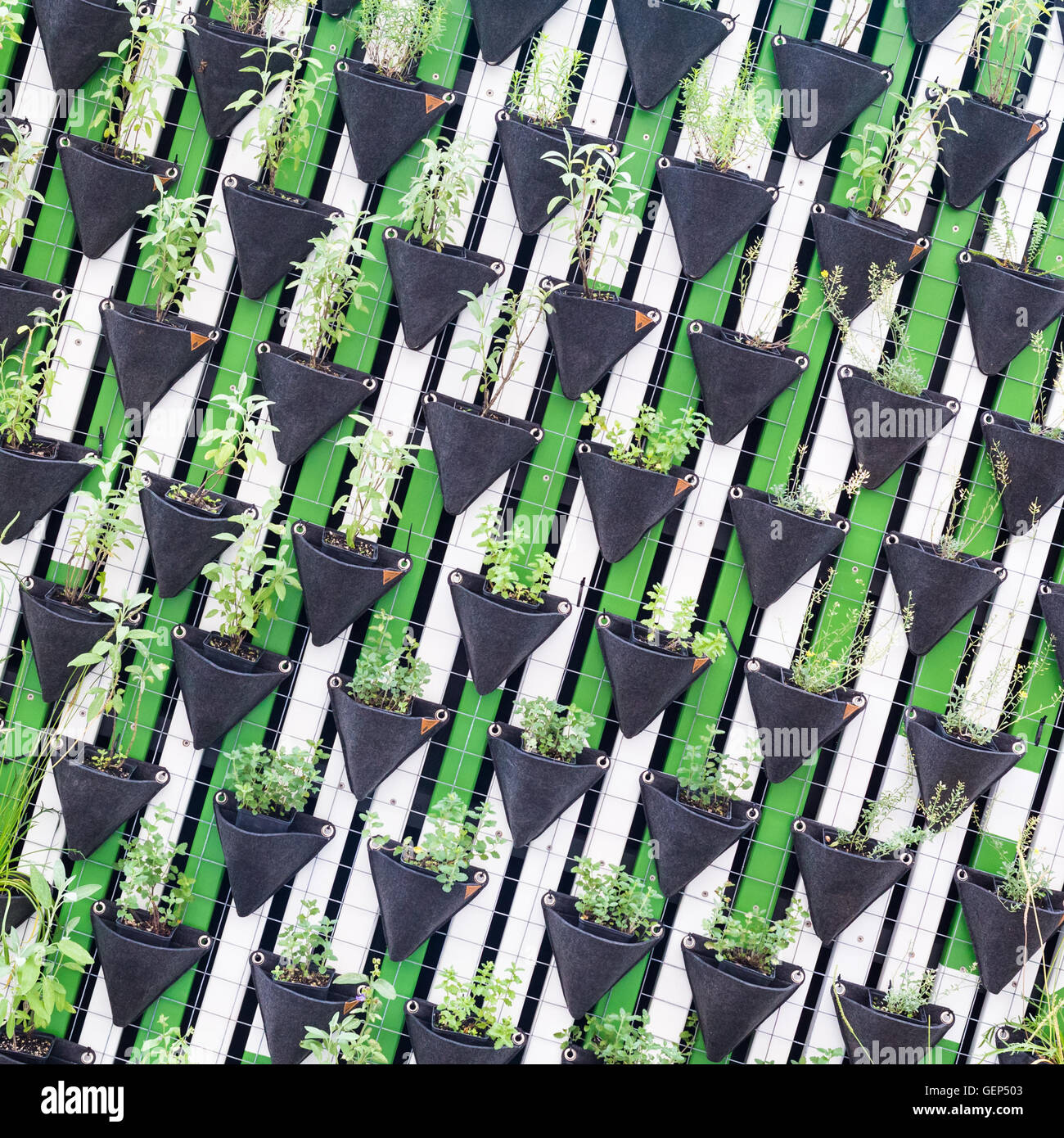 Vertical garden as a green wall Stock Photo - Alamy