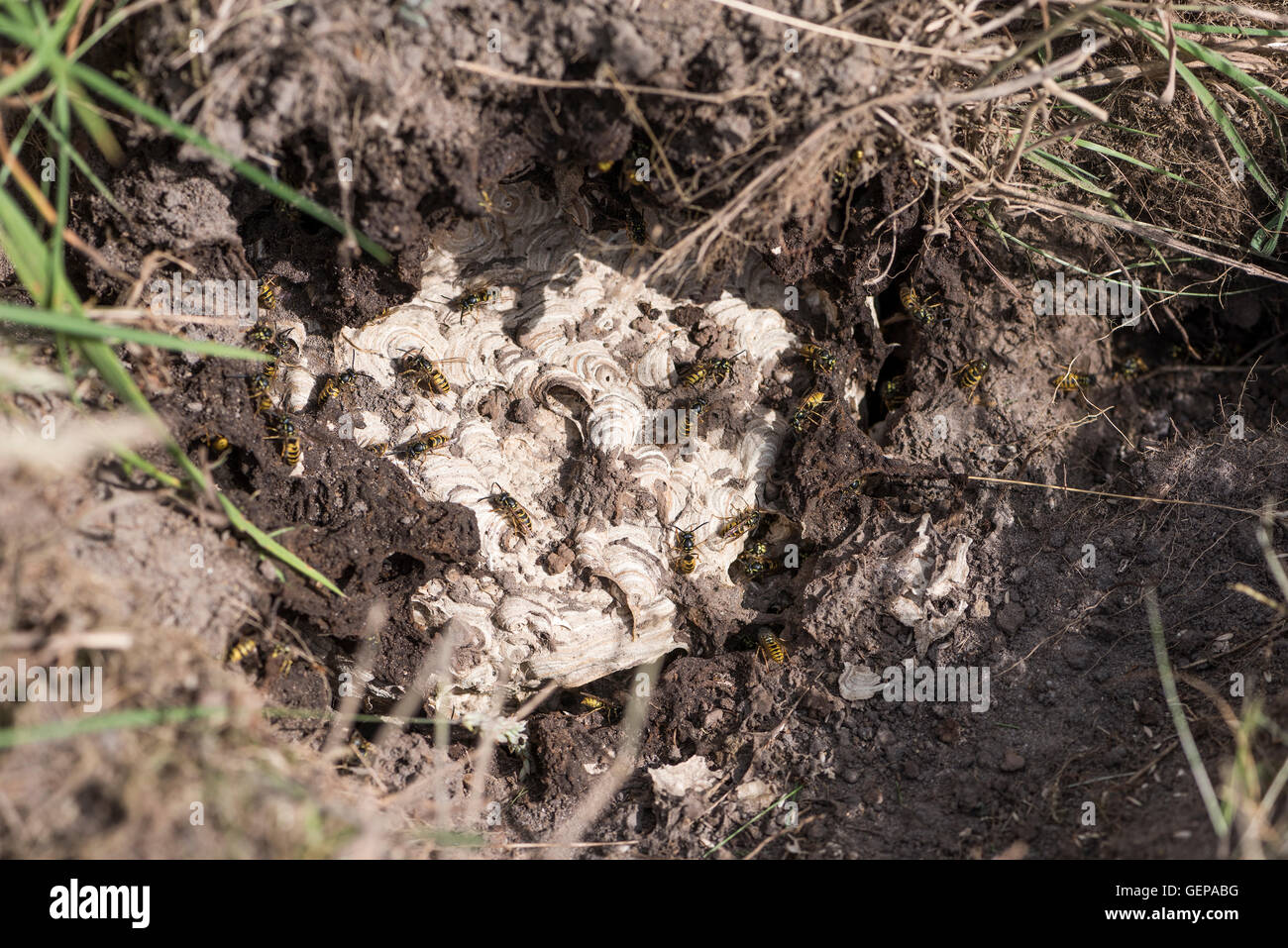 Wasp nest england hires stock photography and images Alamy