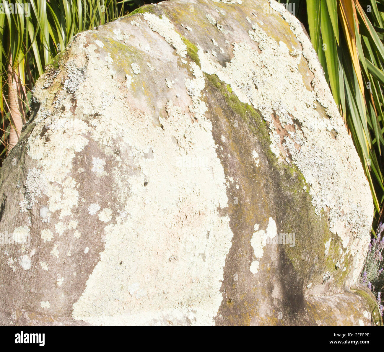 Lichen covered boulder Stock Photo