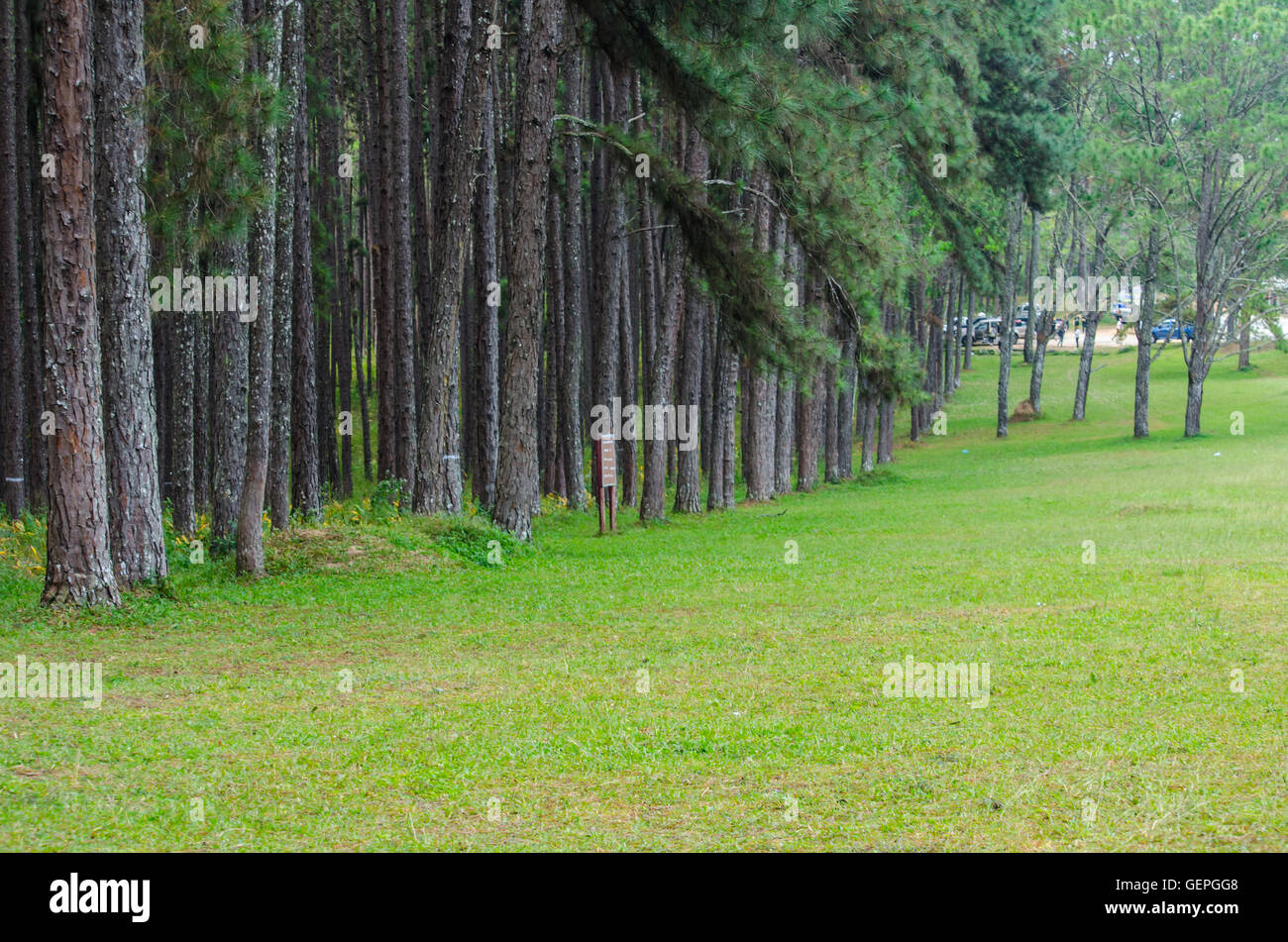 pine tree in the forest Stock Photo - Alamy